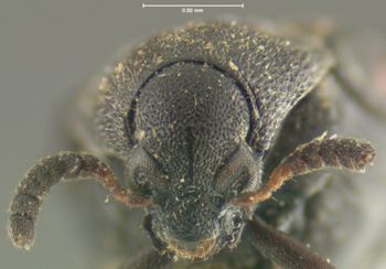 Media type: image;   Entomology 8194 Aspect: head frontal view
